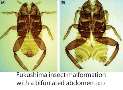 insect-fukushima-13.gif
