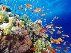 beautiful-underwater-world-